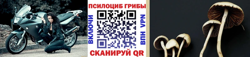 Псилоцибиновые грибы Psilocybine cubensis  darknet состав  Опочка 